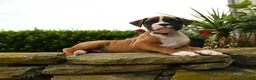 Boxer dogs for sale: Tahiti - Ad 5