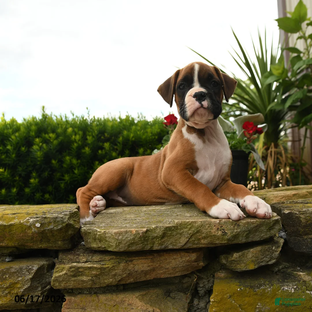 Boxer dogs for sale: Tahiti - Ad 5