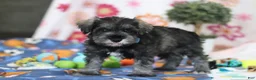 Miniature Schnauzer dogs for sale: Rio - Ad 4