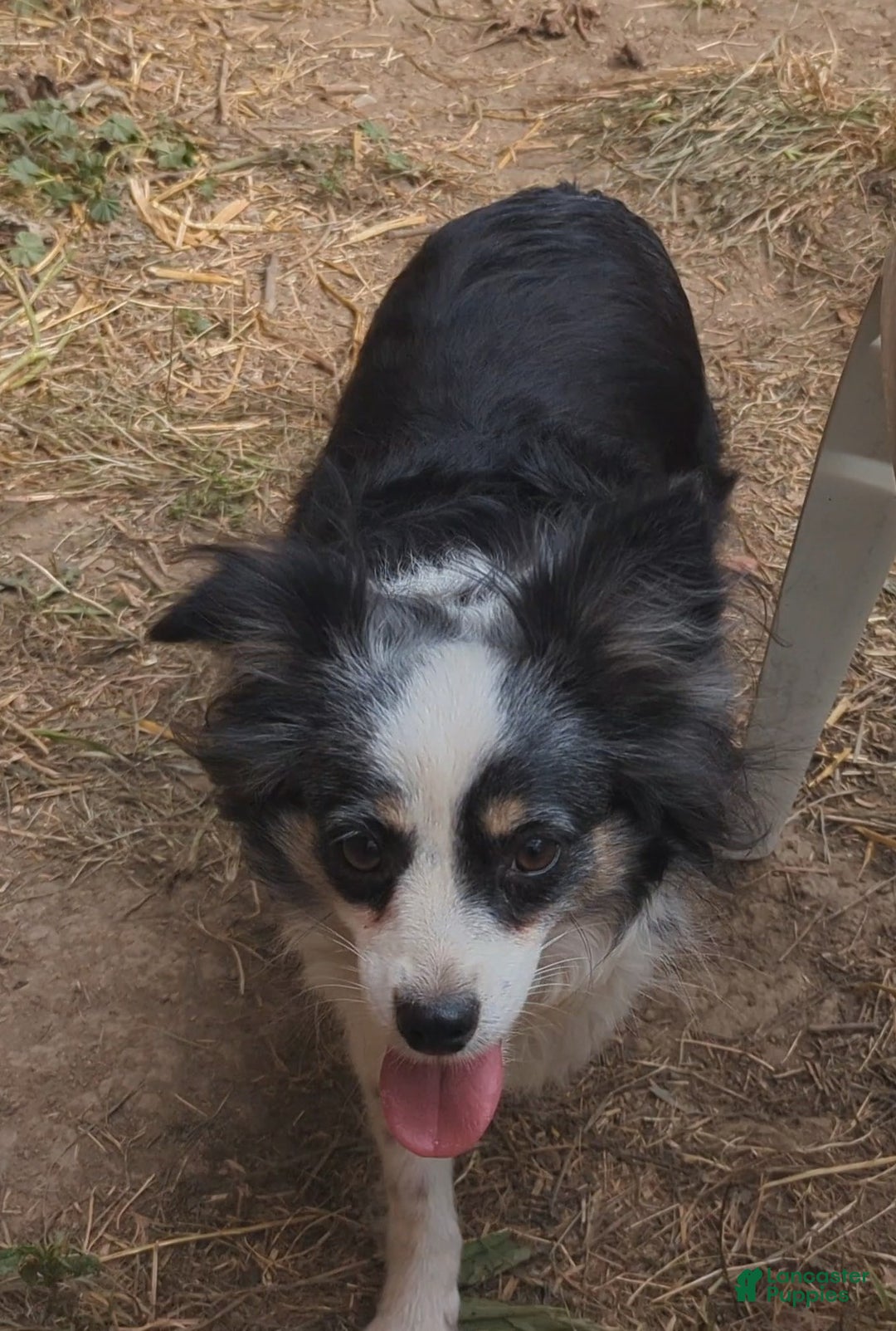 Australian Shepherd dogs for sale: NESSIE - Ad 4