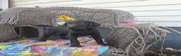 Labrador Retriever dogs for sale: Kathy - Ad 2