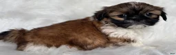 Shih Tzu dogs for sale: Lucy - Ad 11