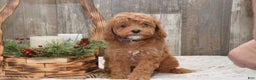 Cavapoo dogs for sale: Katina - Ad 1