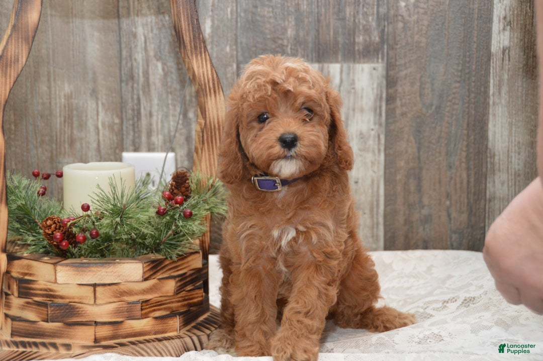 Cavapoo dogs for sale: Katina - Ad 1