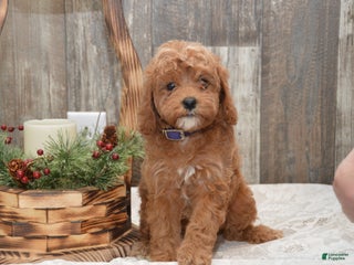 Cavapoo dogs Katina - Ad 6