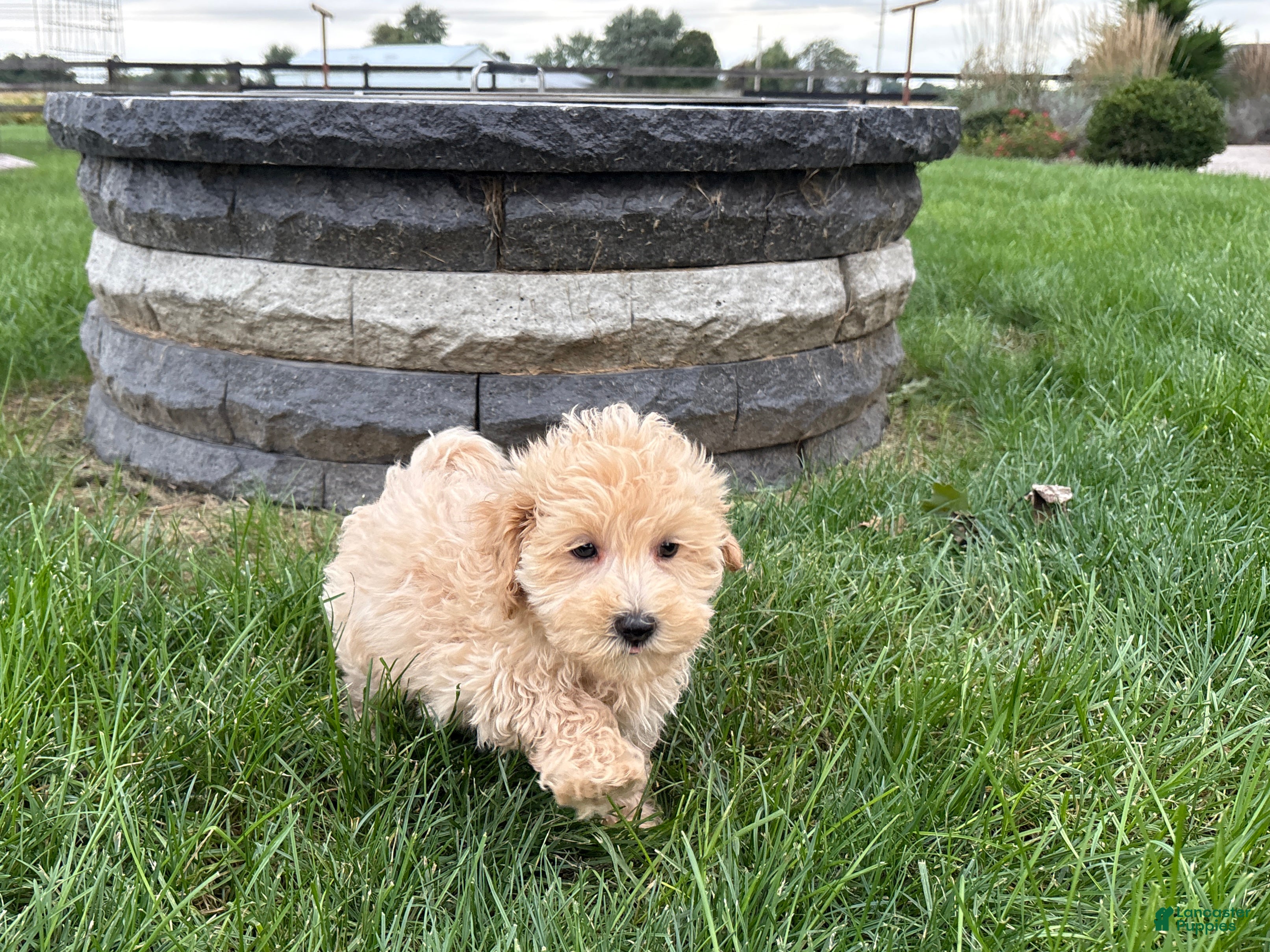Maltipoo dogs Jesse  - Ad 1