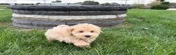 Maltipoo dogs for sale: Jesse  - Ad 1