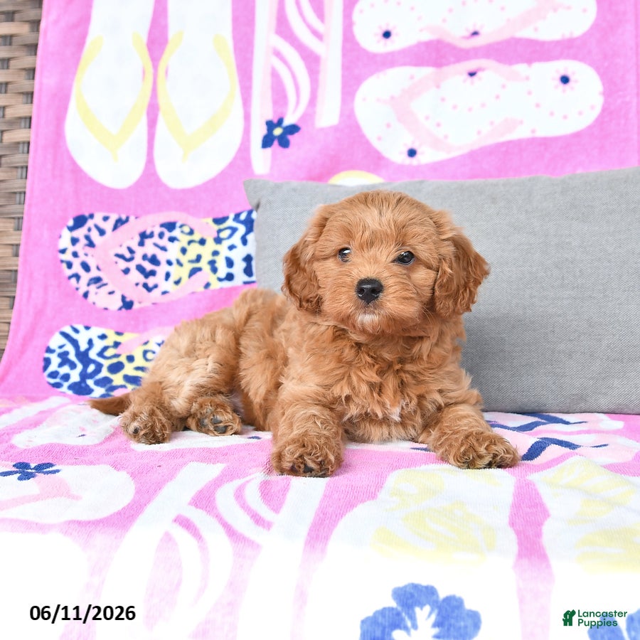 Mixed Breed dogs Goliath - Ad 2
