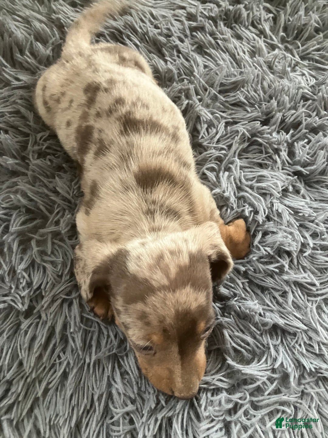 Miniature Dachshund dogs for sale: Akc Lamar - Ad 4