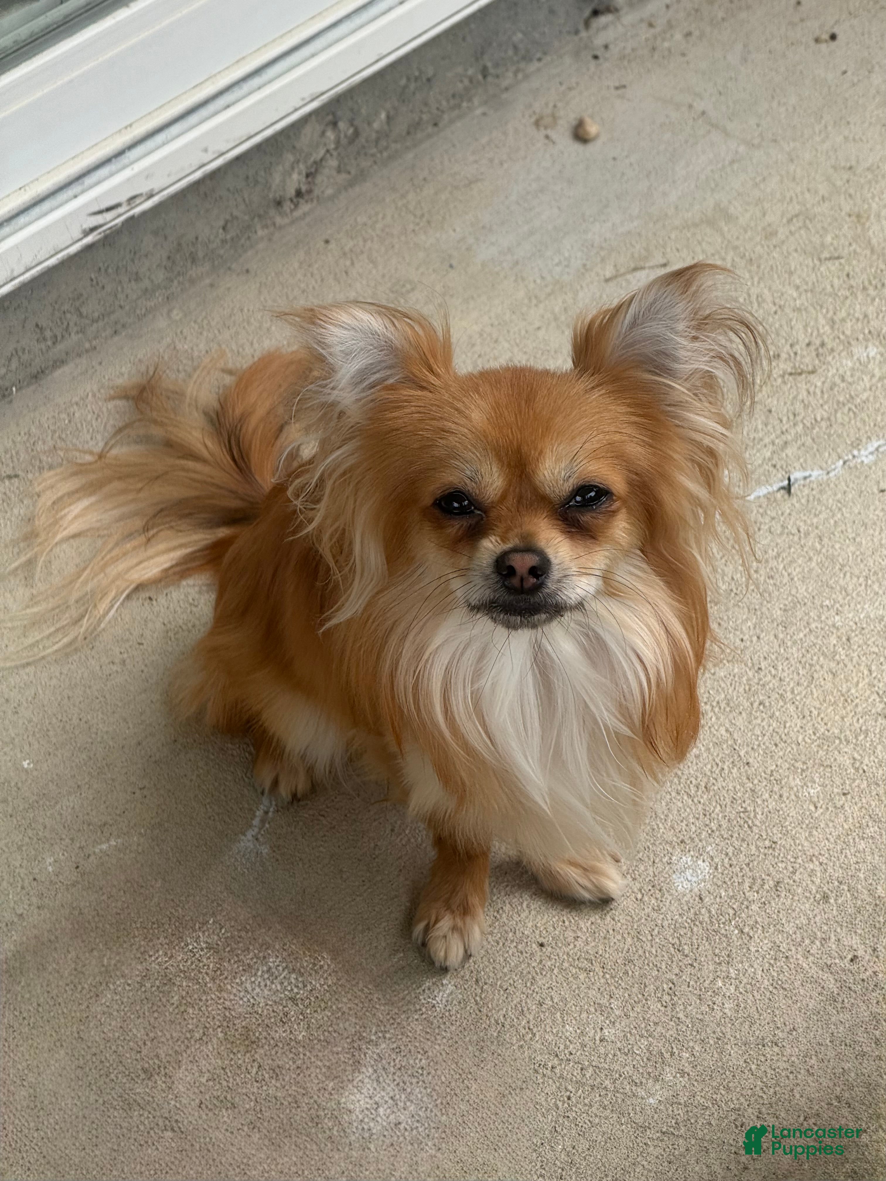 Chihuahua dogs Beau - Ad 1