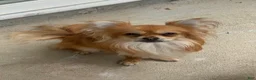 Chihuahua dogs for sale: Beau - Ad 1