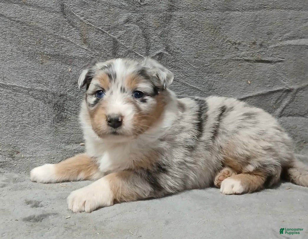 Australian Shepherd dogs Astrid - Ad 2