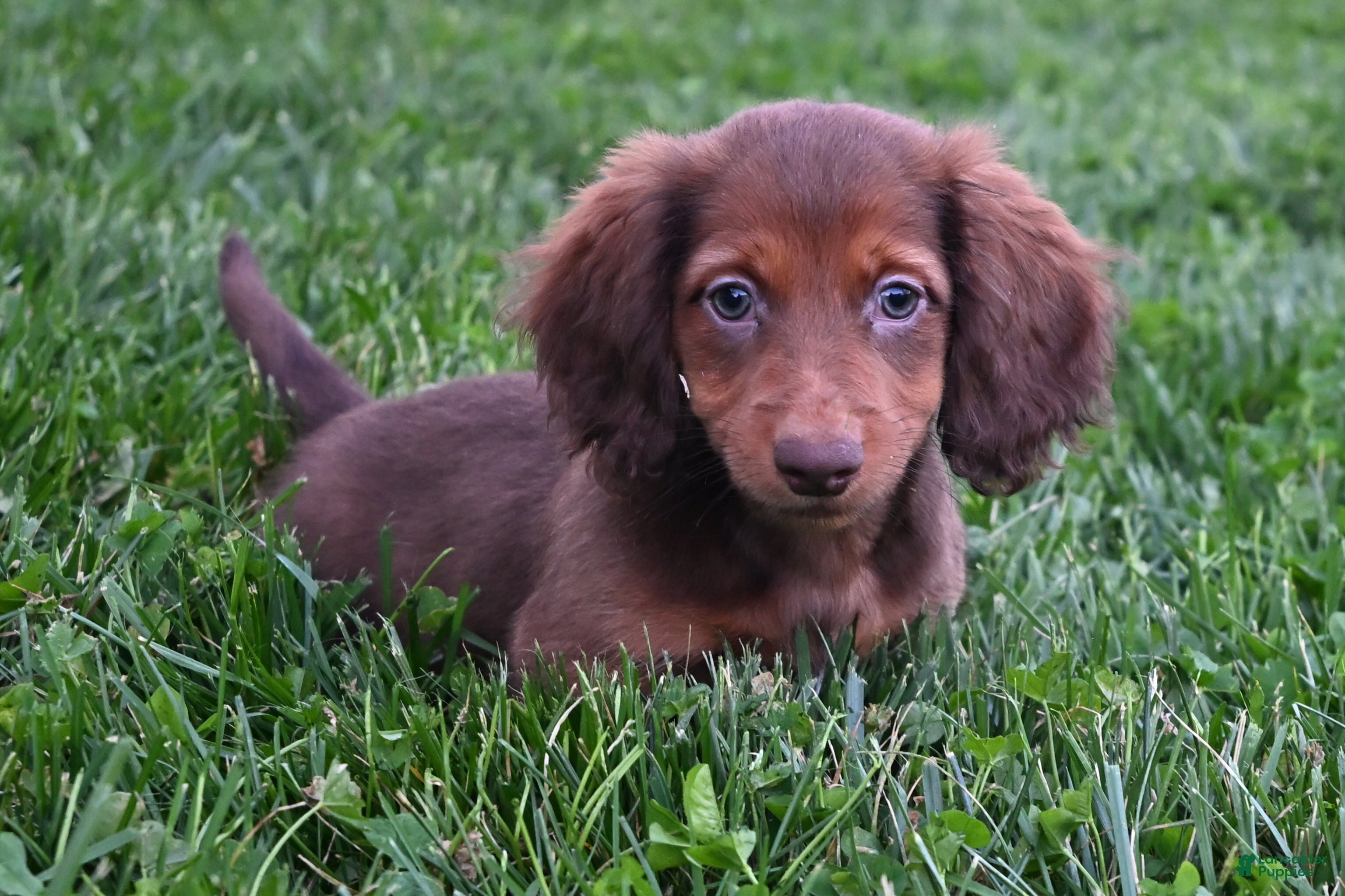 Miniature Dachshund dogs AKC Alice - Ad 1