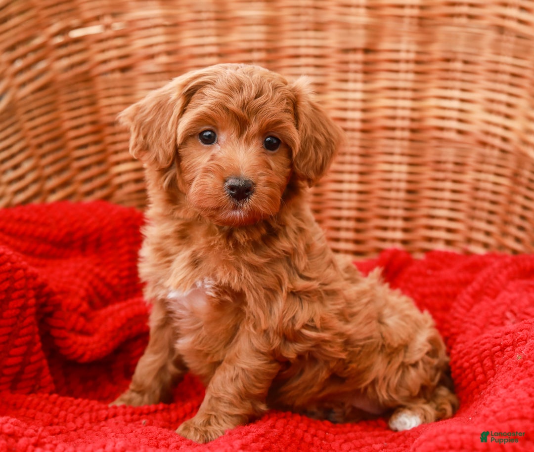 Havapoo dogs for sale: Bridgette - Ad 7