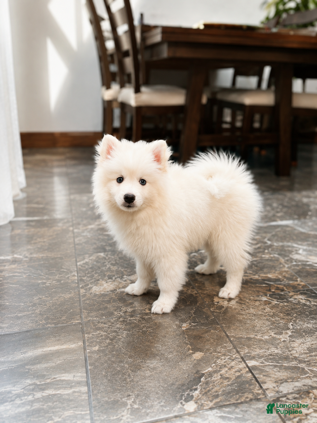 Pomsky dogs Apollo - Mini Male Pomsky → The Gentle Soul  - Ad 2