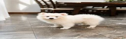 Pomsky dogs for sale: Apollo - Mini Male Pomsky → The Gentle Soul  - Ad 2