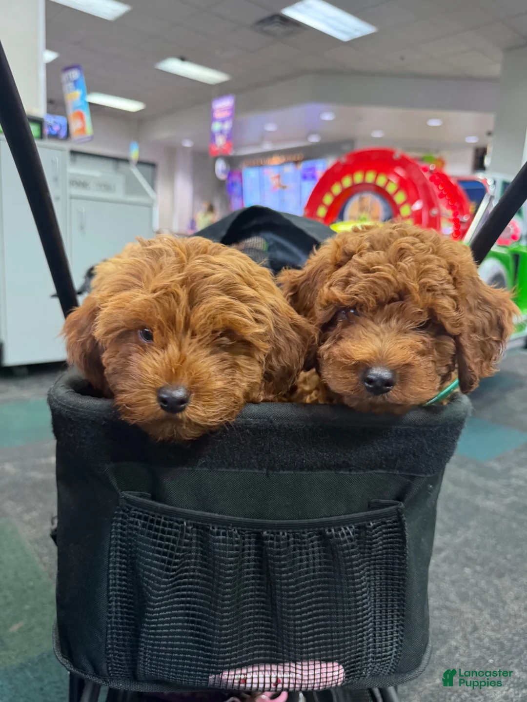 Cavapoo dogs for sale: Chucky🐾✅ - Ad 12