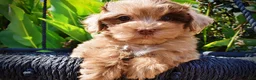 Havapoo dogs for sale: Kiwi - Ad 3