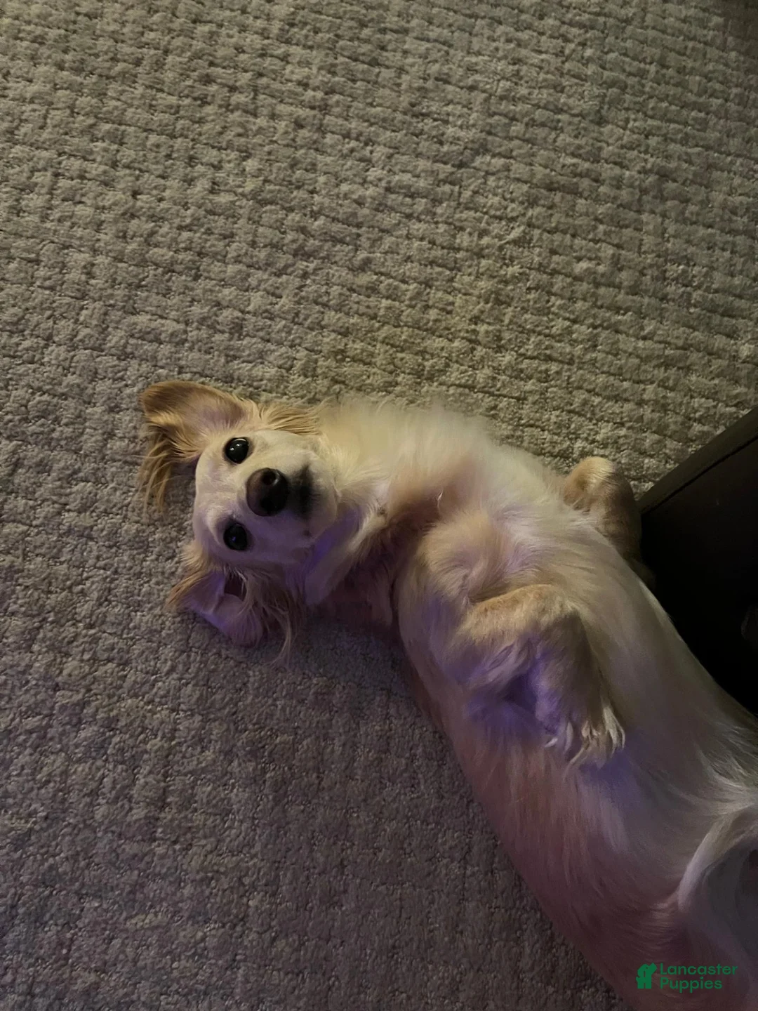 Dachshund dogs for sale: Expecting Litter of Cream/Shaded Cream Longhaired Dachshunds - Ad 19
