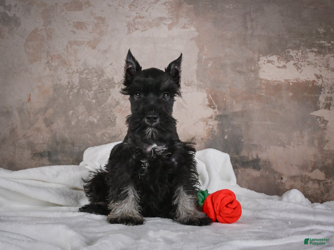 Miniature Schnauzer dogs MIDNIGHT - Ad 2