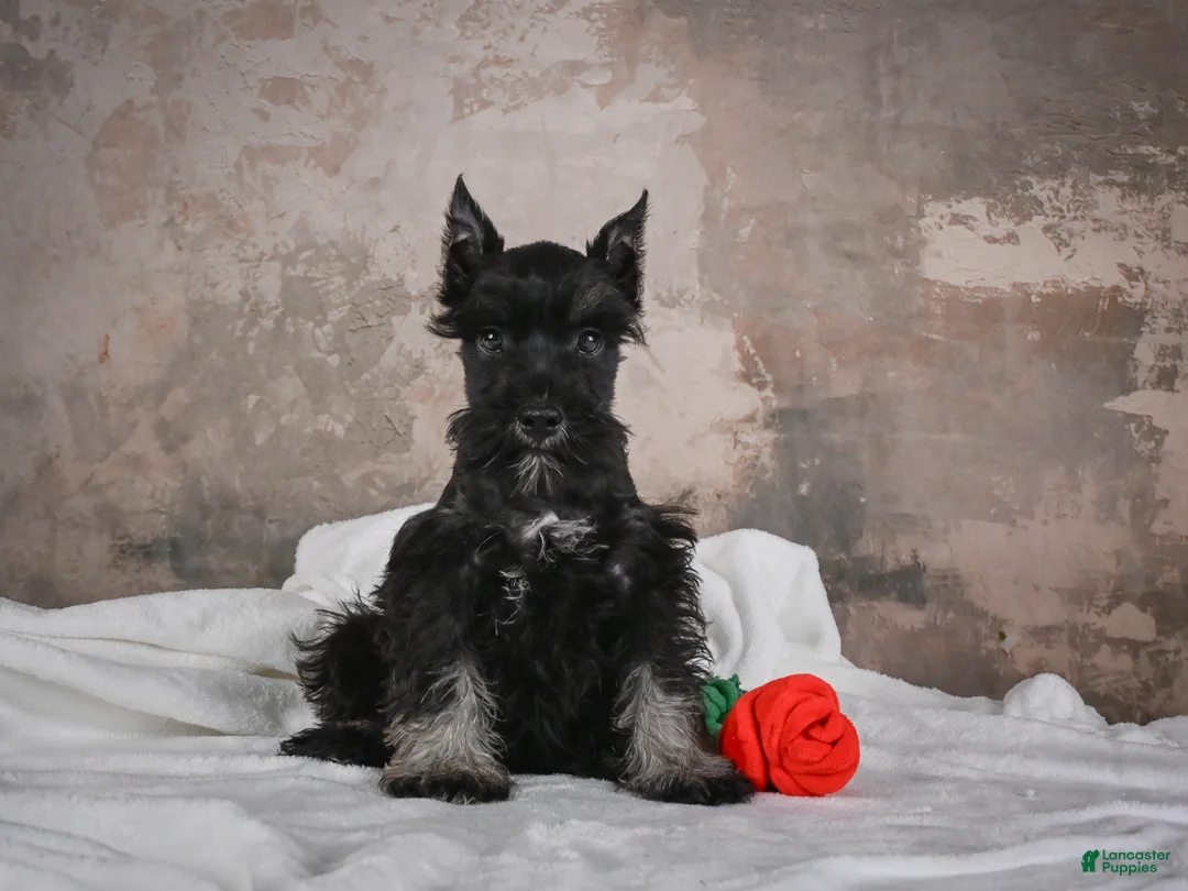 Miniature Schnauzer dogs for sale: MIDNIGHT - Ad 2