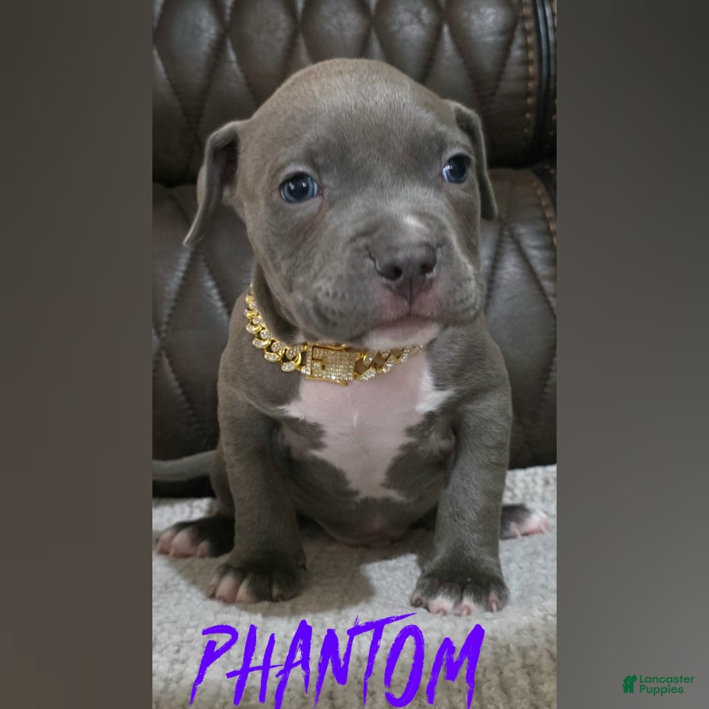 American Pit Bull Terrier dogs Phantom  - Ad 4