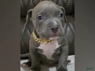 American Pit Bull Terrier dogs Phantom - Ad 4