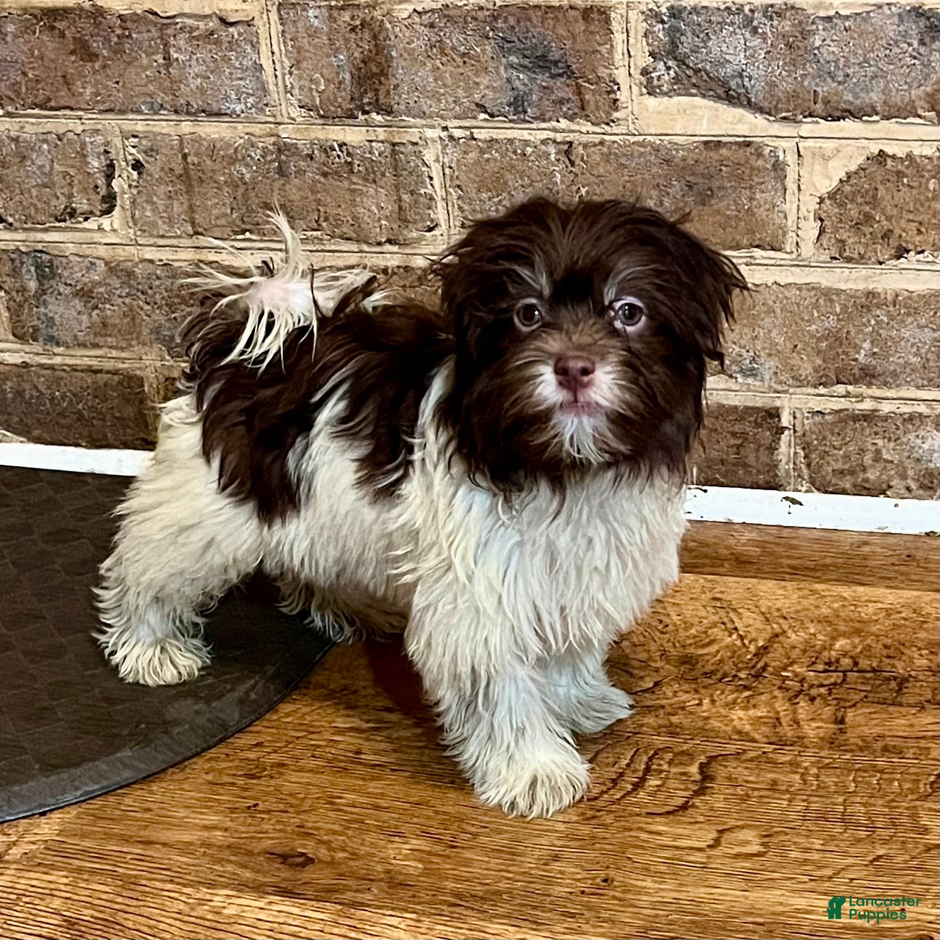 Havanese dogs Theodore new pics - Ad 1