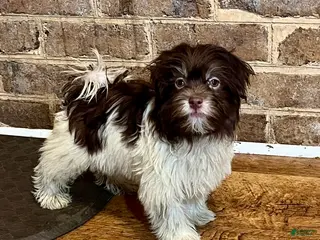 Havanese dogs for sale: Theodore new pics - Ad 2