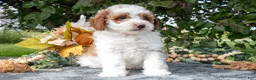 Miniature Poodle dogs for sale: Tator - Ad 1
