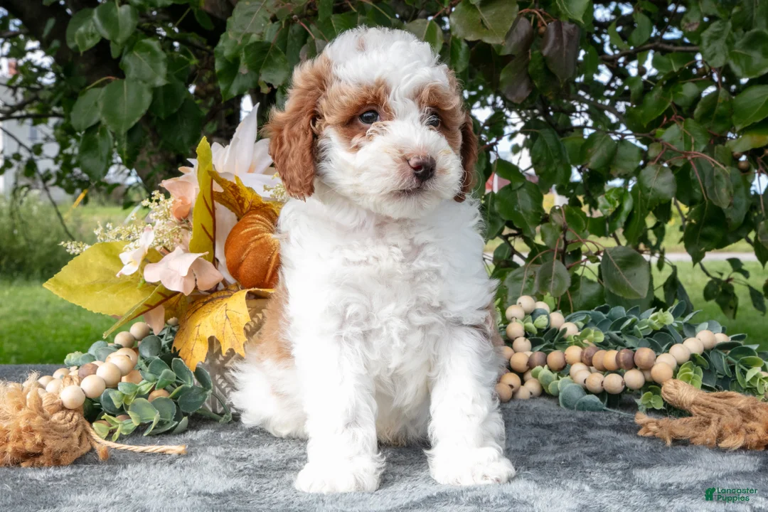 Miniature Poodle dogs for sale: Tator - Ad 1