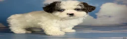 Shihpoo dogs for sale: Blue eyed Jack - Ad 2