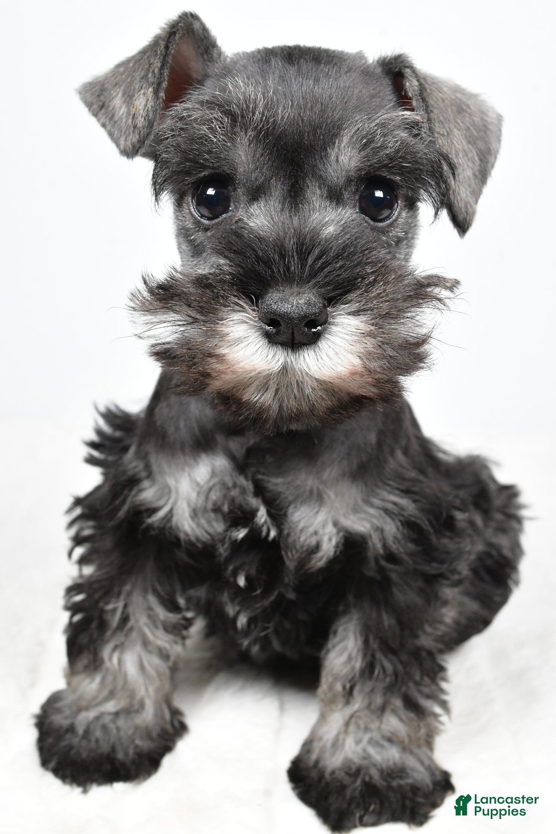 Miniature Schnauzer dogs Lexi - Ad 2