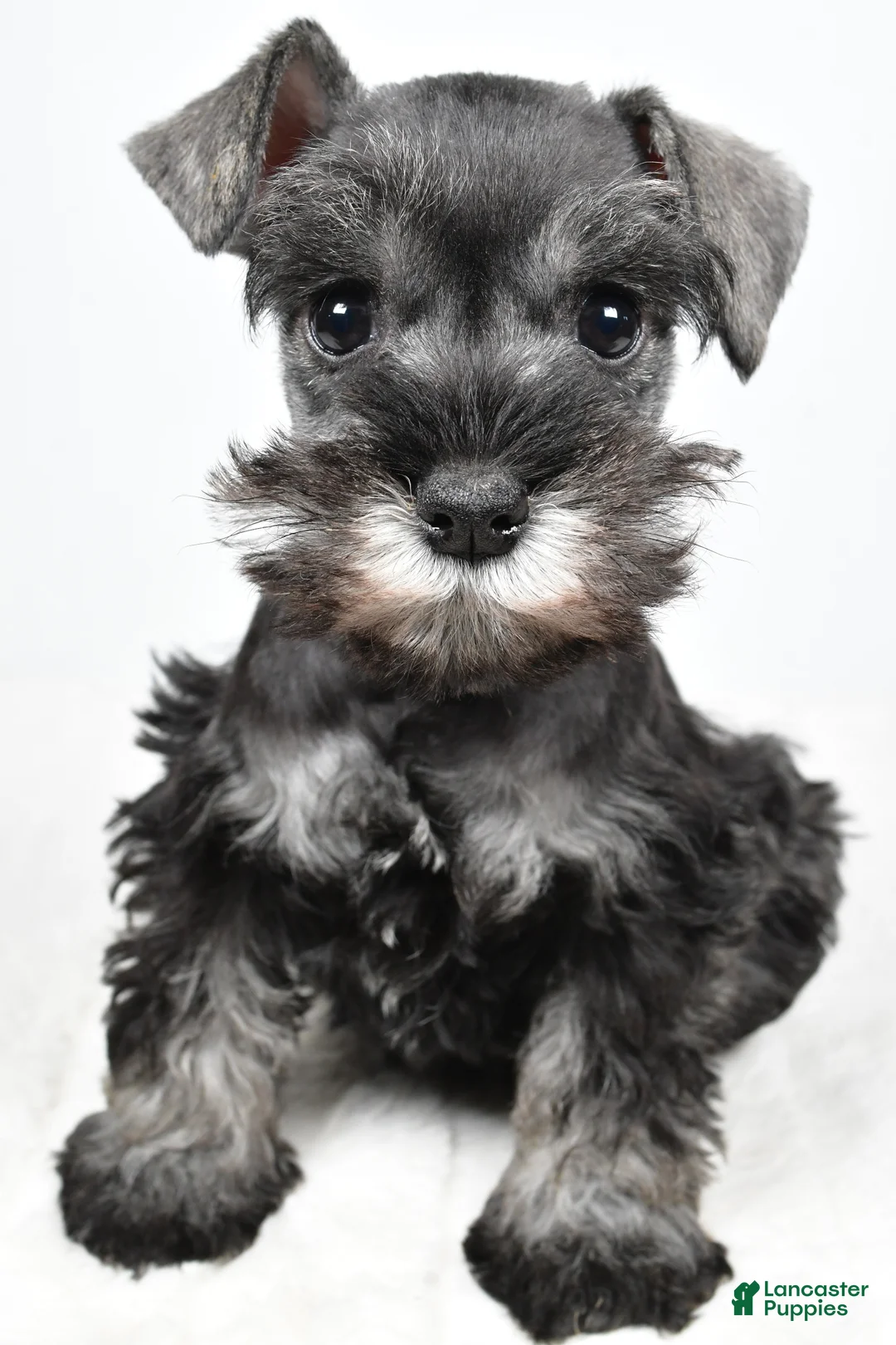 Miniature Schnauzer dogs for sale: Lexi - Ad 2