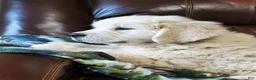 Golden Retriever dogs for sale: Ingalls - Ad 1