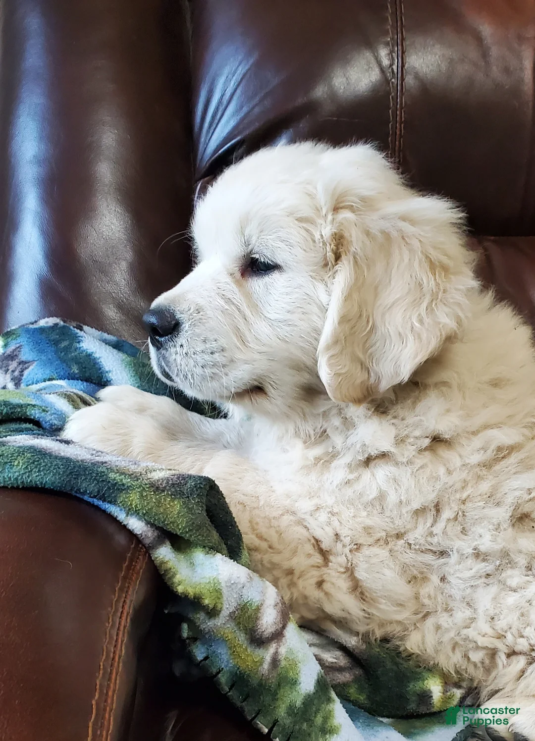 Golden Retriever dogs for sale: Ingalls - Ad 1