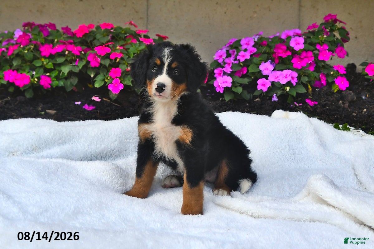 Bernese Mountain Dog dogs Claire - Ad 1
