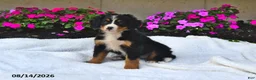 Bernese Mountain Dog dogs for sale: Claire - Ad 1