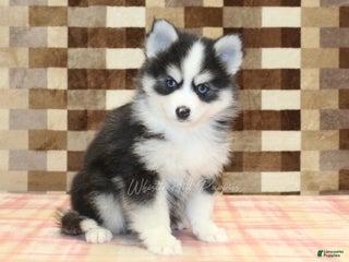 Pomsky dogs Boots - Ad 30