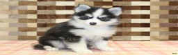 Pomsky dogs for sale: Boots - Ad 1