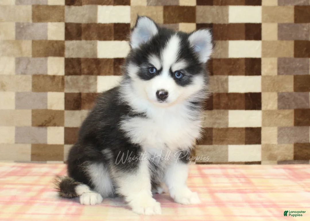 Pomsky dogs for sale: Boots - Ad 1