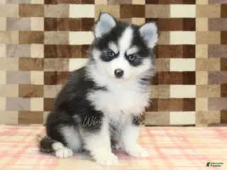 Pomsky dogs Boots - Ad 14