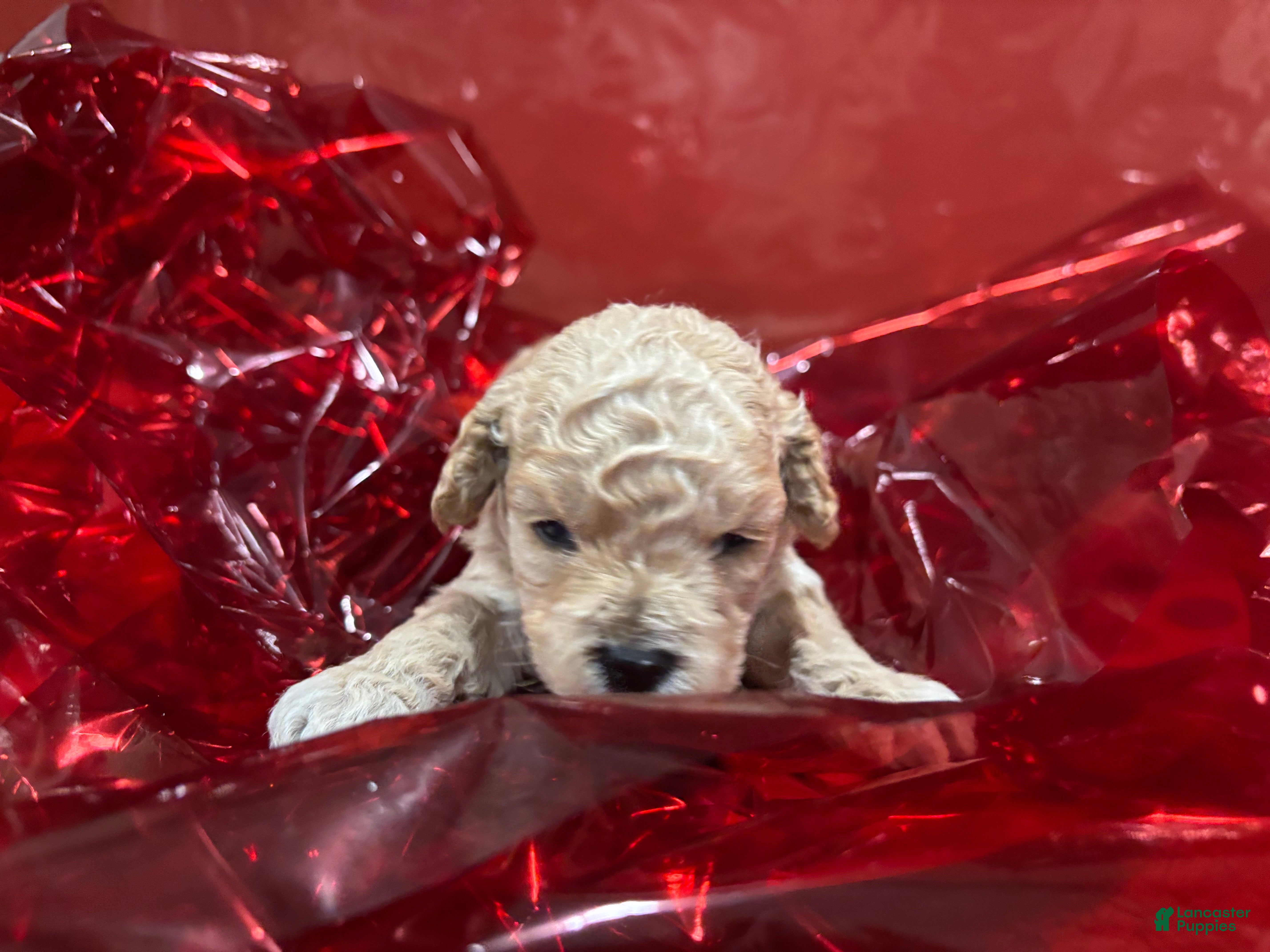 Cockapoo dogs Moochi - Ad 16