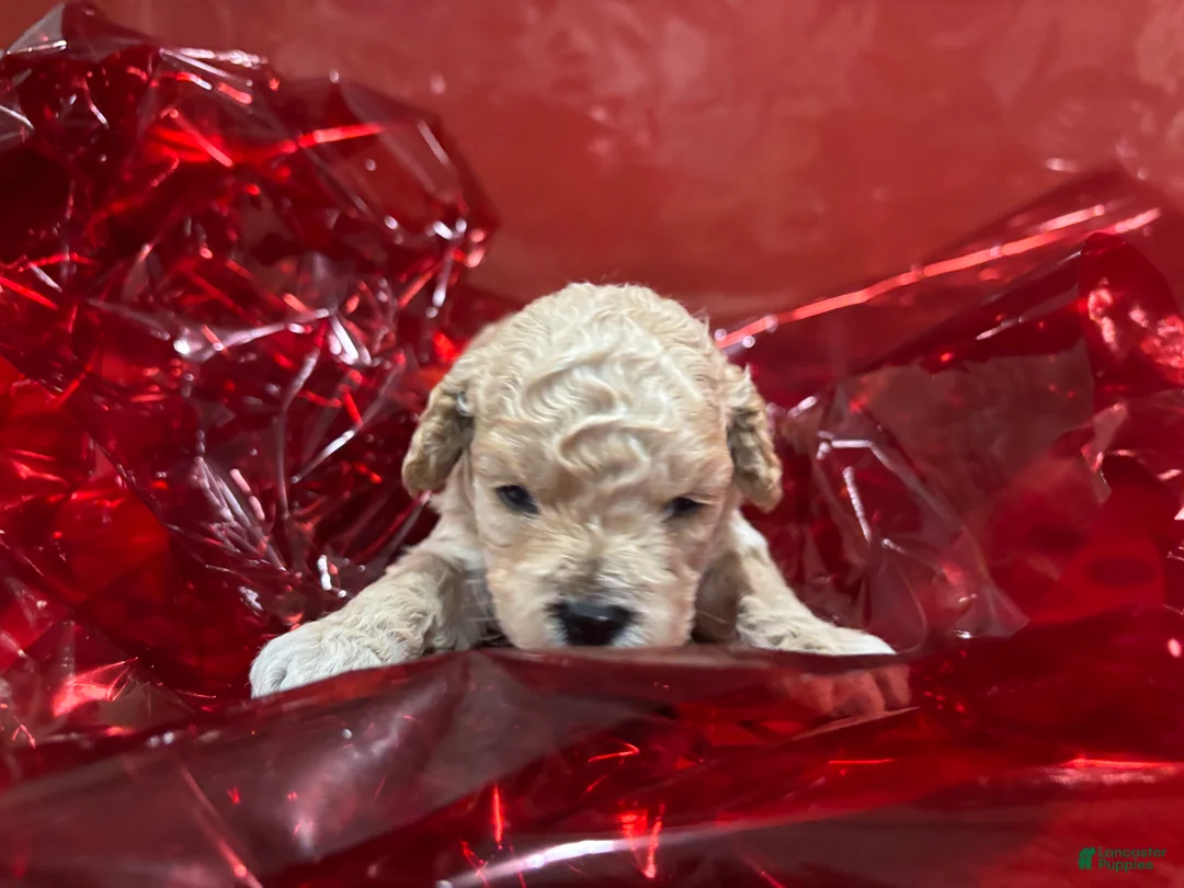 Cockapoo dogs for sale: Moochi - Ad 1