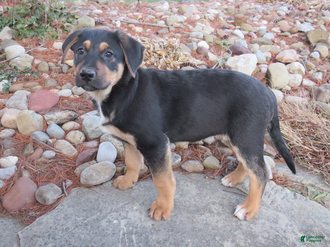 German Shepherd dogs for sale: Jax - Ad 5