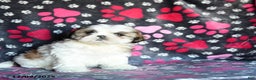 Shihpoo dogs for sale: Marty - Ad 3