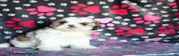 Shihpoo dogs for sale: Marty - Ad 13