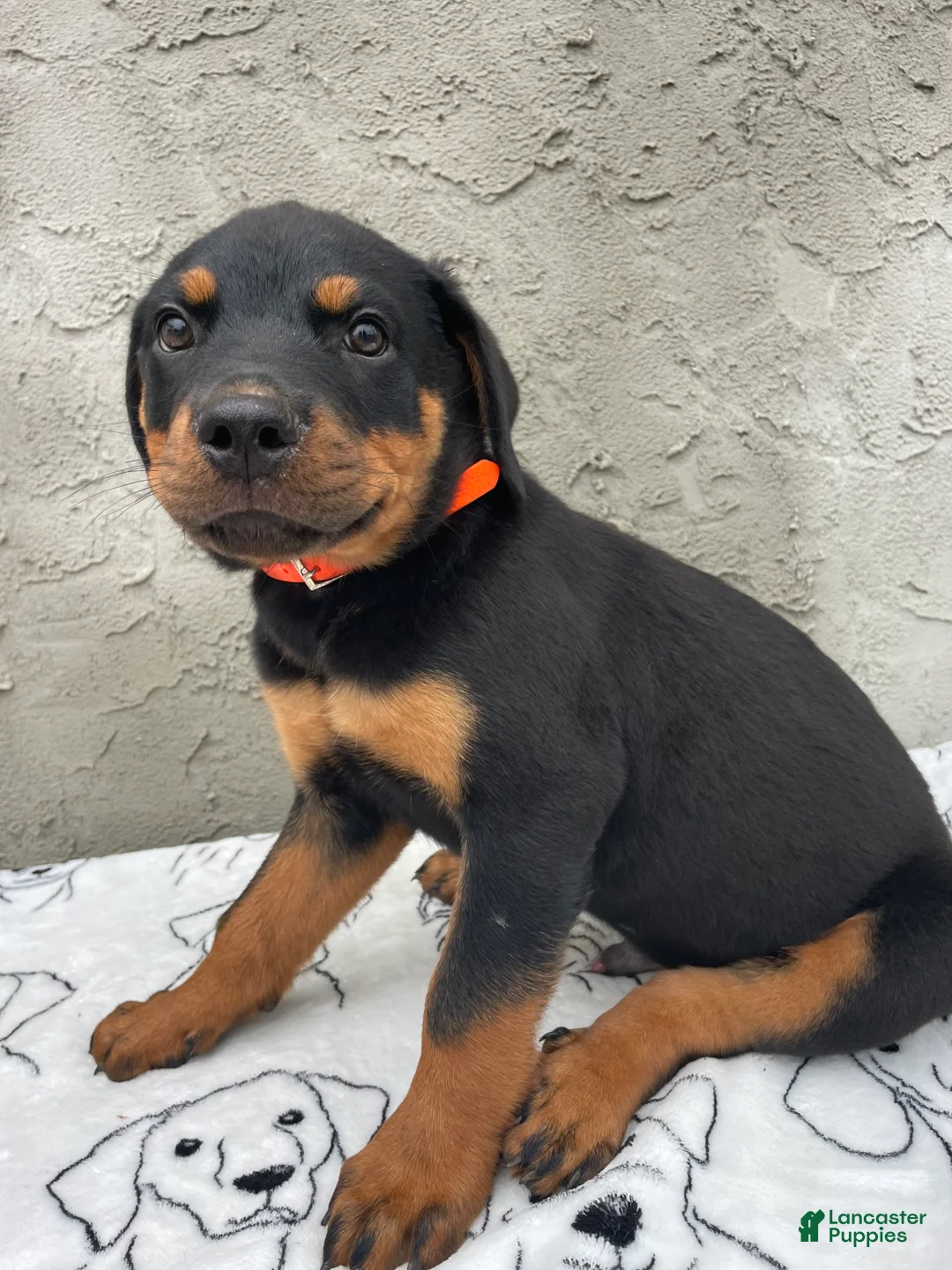 Rottweiler dogs for sale: Marshall - Ad 2