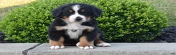 Bernese Mountain Dog dogs for sale: Buster  - Ad 4