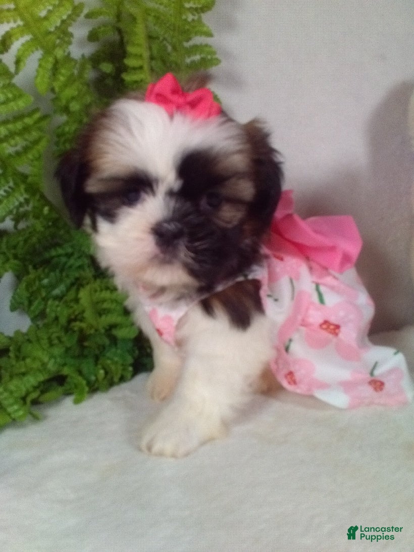 Shih Tzu dogs Alexa - Ad 1